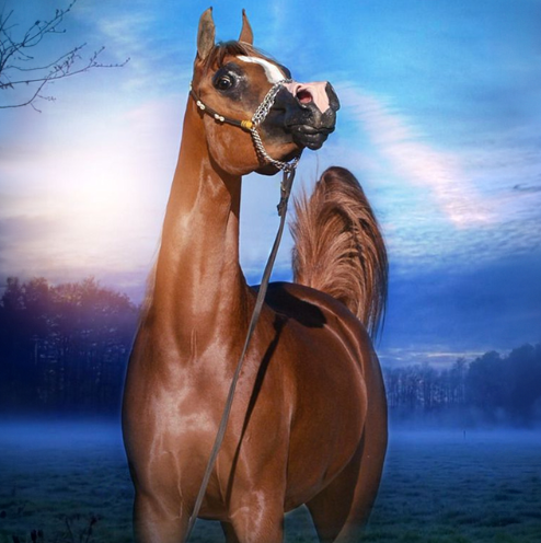 arabian horses for sale arabian horses for sale