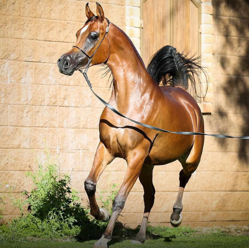 arabian stallion in usa arabian stallion in usa
