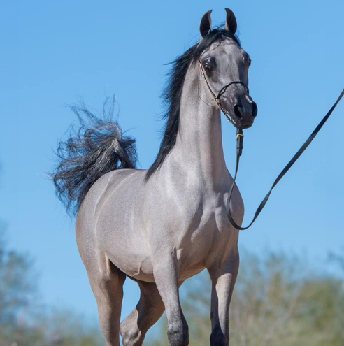 The Florida All Breed Horse Show Series: A Celebration of Equestrian