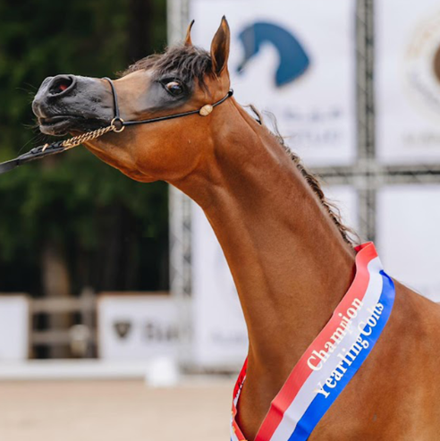 show arabian horse in usa show arabian horse in usa