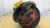 Reman Eaton Rear Differential P/N: RP451 4.83 ratio or RP451R483