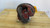 Remanufactured Meritor Rockwell F106 differential carrier, 6.80 ratio