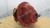Remanufactured Meritor Rockwell QHR rear-rear differential carrier, 4.44 ratio