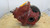 Remanufactured Meritor Rockwell QHR rear-rear differential carrier, 4.44 ratio