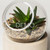 [Sample] Orbit Terrarium - Small