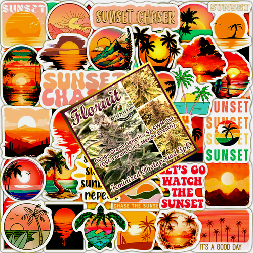 Floruit Sticker-Bean Pack - PHOTO/Fem/3pk w/ Real-Photo Art