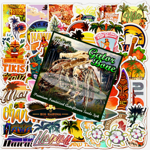 Gator Bone Sticker-Bean Pack - Fem/Auto/3pk