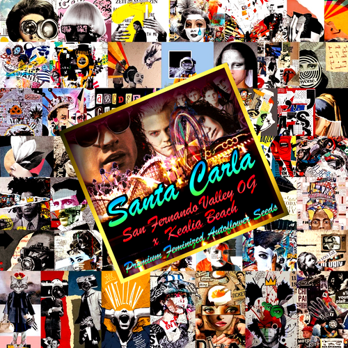 Santa Carla Sticker-Bean Pack - Fem/Auto/3pk Tribute Art