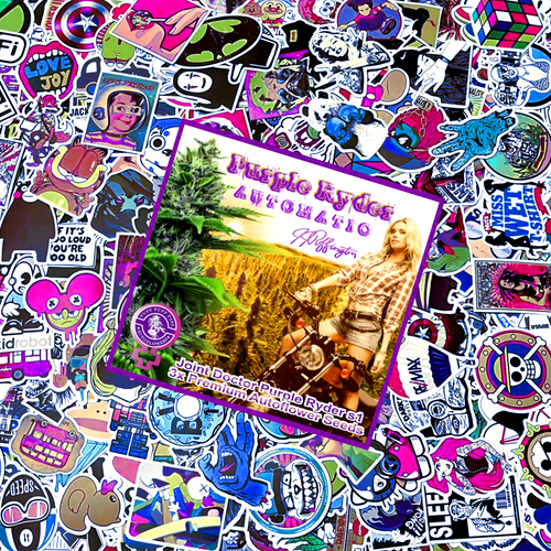 Purple Ryder Sticker-Bean Pack - Fem/Auto/3pk w/ Tribute Art