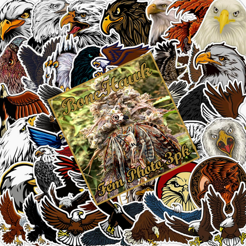BoneHawk Sticker-Bean Pack - PHOTO/Fem/3pk w/ Classic Art