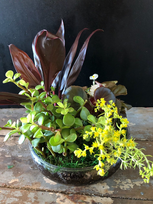 Add some cheer with a clear bowl full of varied live blooming and green plants perfect for the office, the kitchen or a sunny window.