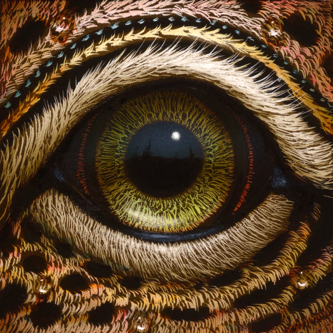 Eye 153