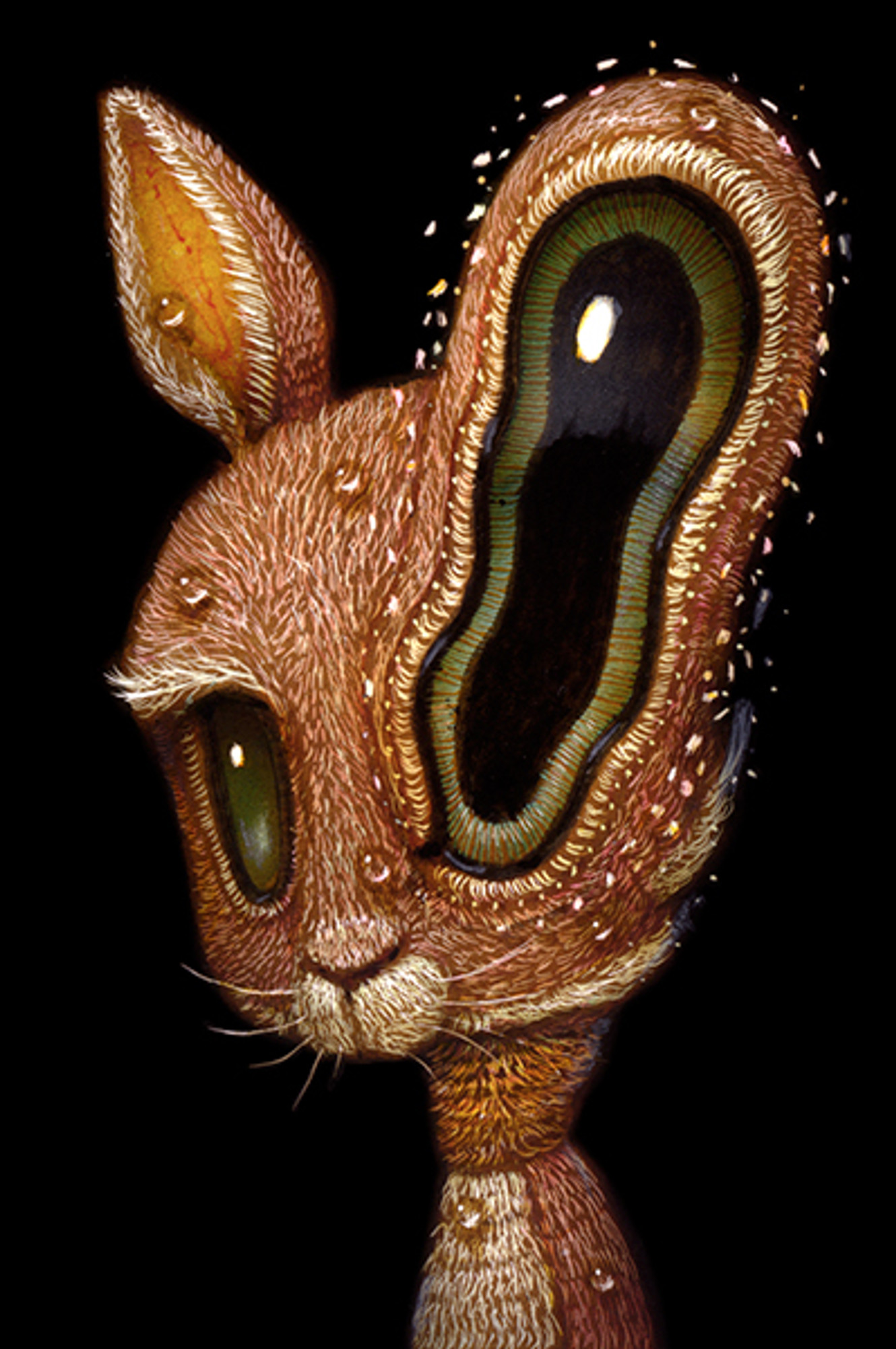 Rabbit 010 Rabbit 010