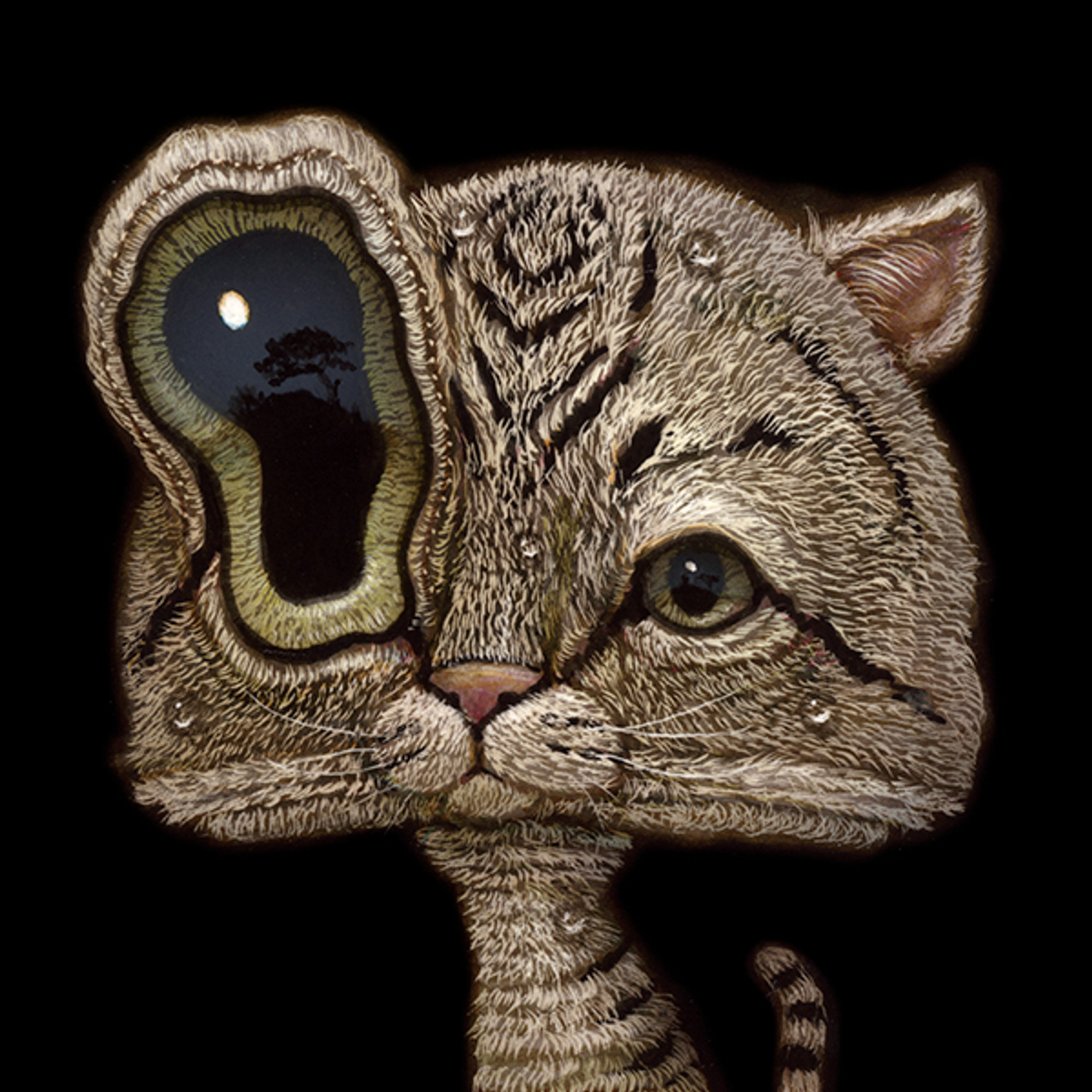 Cat 038 Cat 038