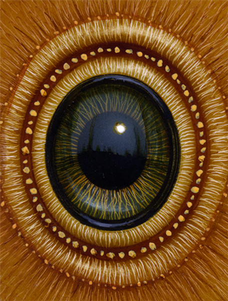 Eye 135