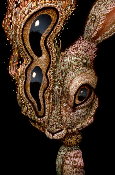 Rabbit 017