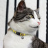 A cat wearing a yellow collar with a design featuring various patterns and a black fastening.
