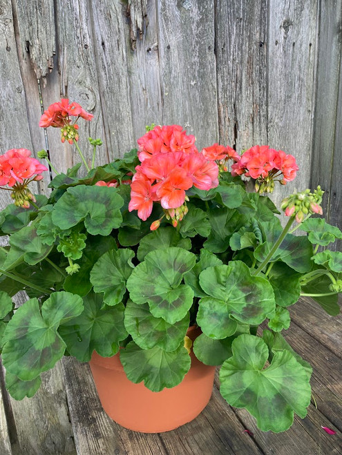 12" Geranium Patio Pot - New Canaan Troop 70