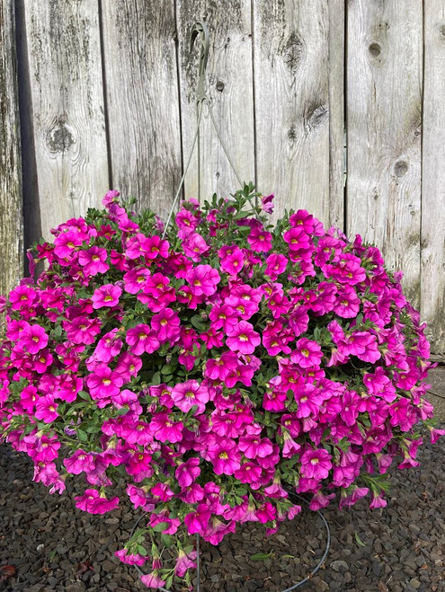 11" Hanging Basket Million Bells - To Support Troop 1027 Winsted