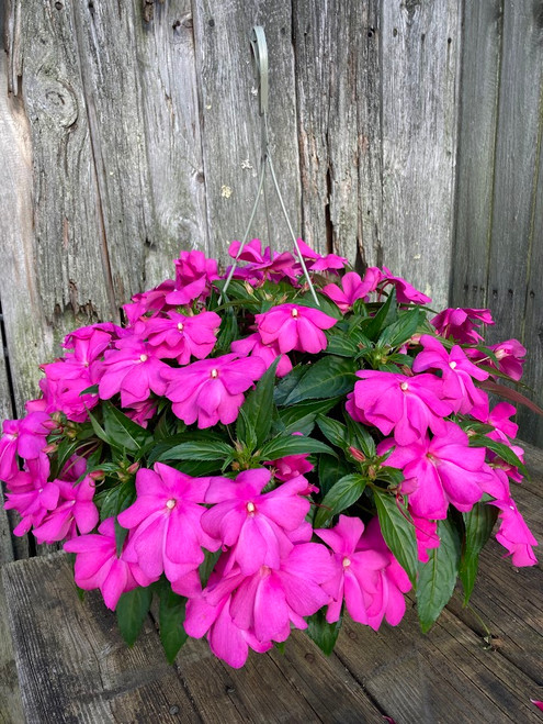 11" Hanging Basket New Guinea Impatiens - To Support Troop 70 New Canaan