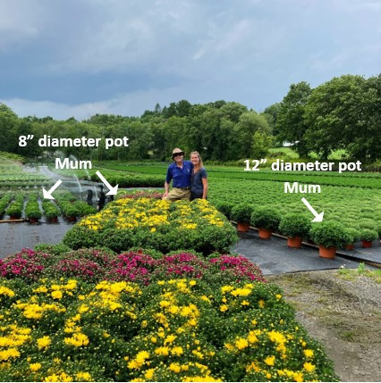 8" Mums - To Support Troop 70 New Canaan
