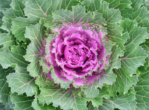 8" Ornamental Cabbage & Kale - To Support Troop 1027 Winsted