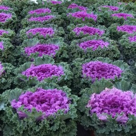 8" Ornamental Cabbage & Kale - To Support Troop 2019 New Hartford