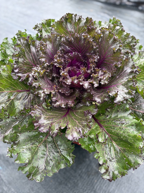8" Ornamental Cabbage & Kale - To Support Troop 2019 New Hartford