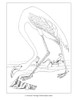 John James Audubon: Birds Colouring Book - Pack of 1