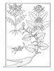 Elegant Herbs & Medicinal Plants Colouring Book - Pack of 1