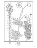 Elegant Herbs & Medicinal Plants Colouring Book - Pack of 1