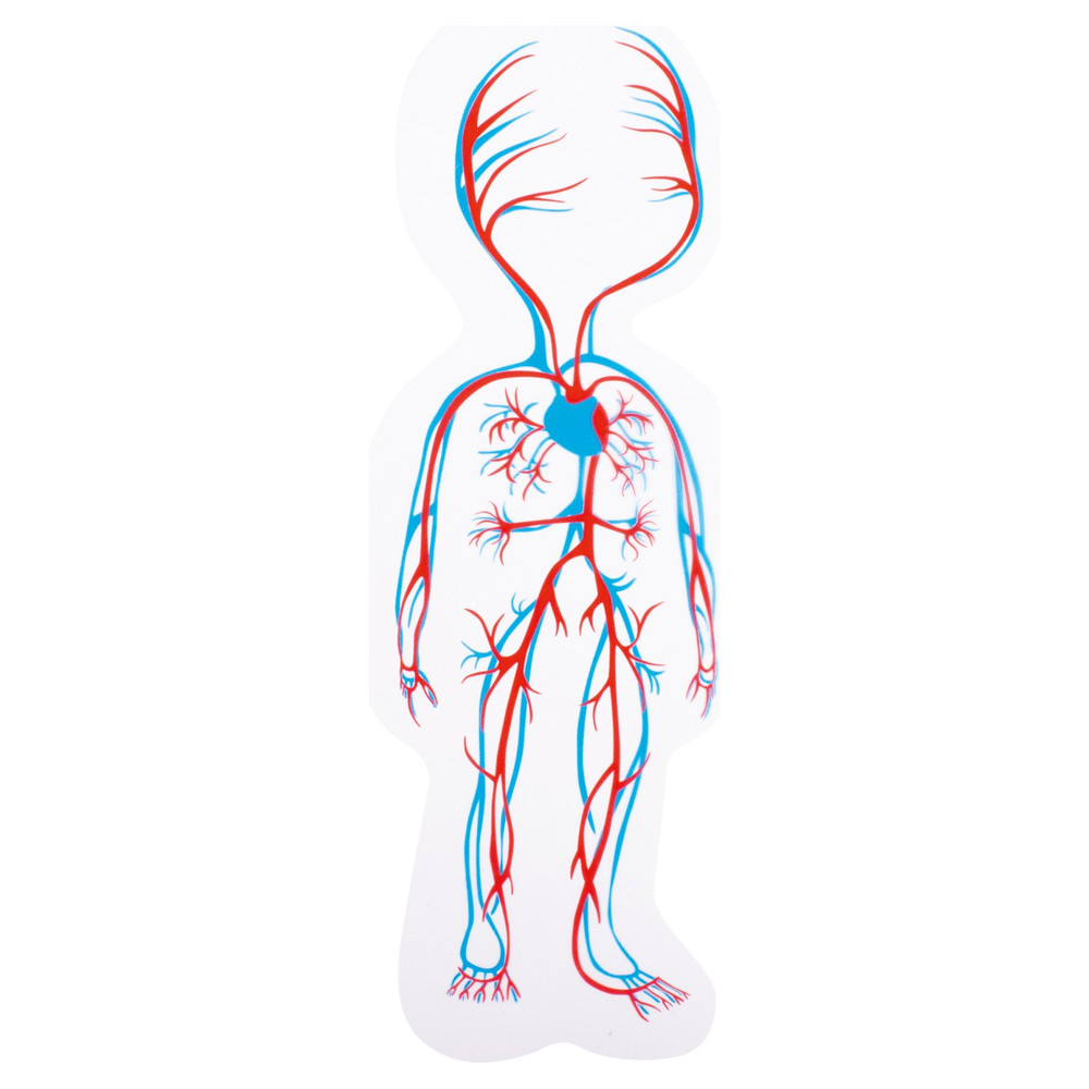 Beleduc My Body Girl - Anatomy Puzzle - image 8