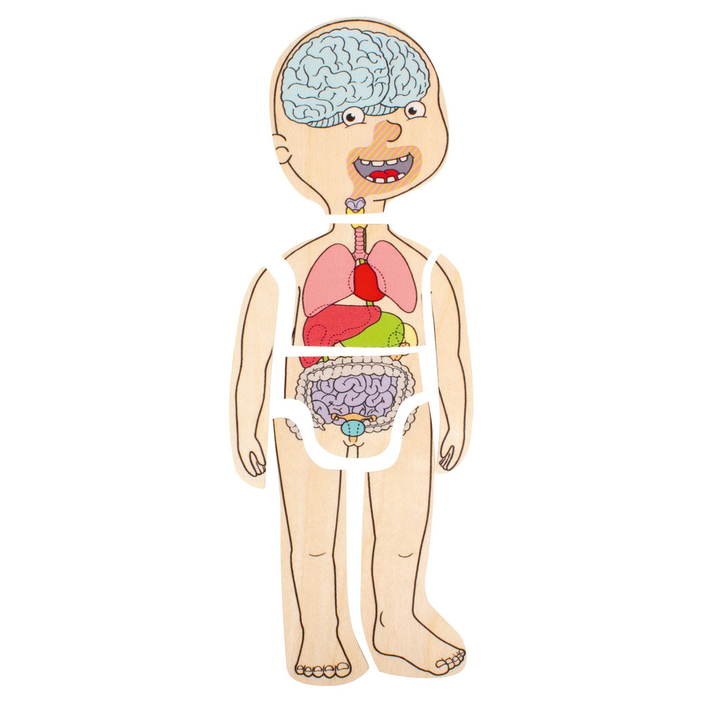 Beleduc My Body Girl - Anatomy Puzzle - image 11