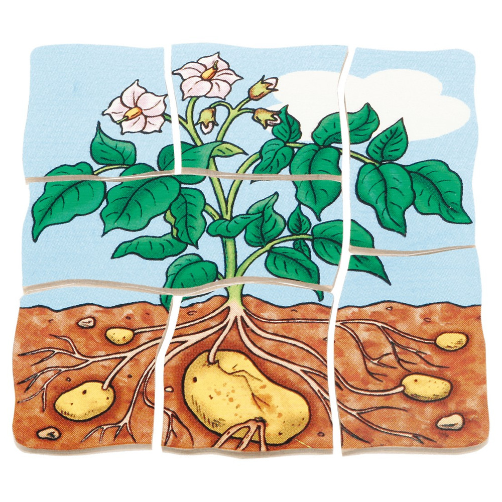 Beleduc Multilayer Puzzles - Potato - image 6