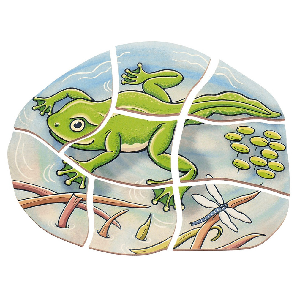 Beleduc Multilayer Puzzle - Life Courses - Frog - image 7