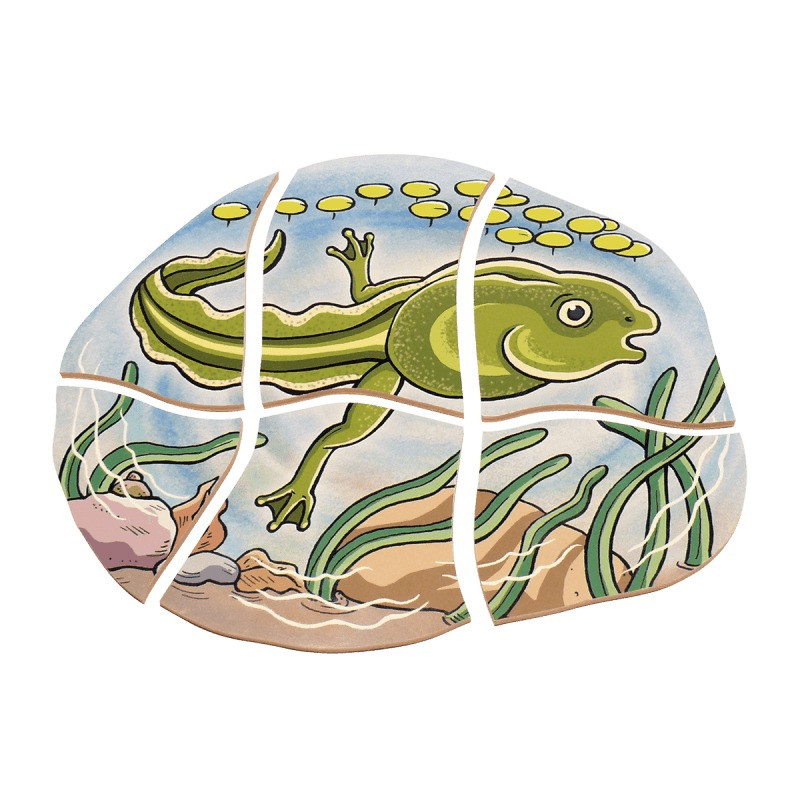 frog life cycle puzzle