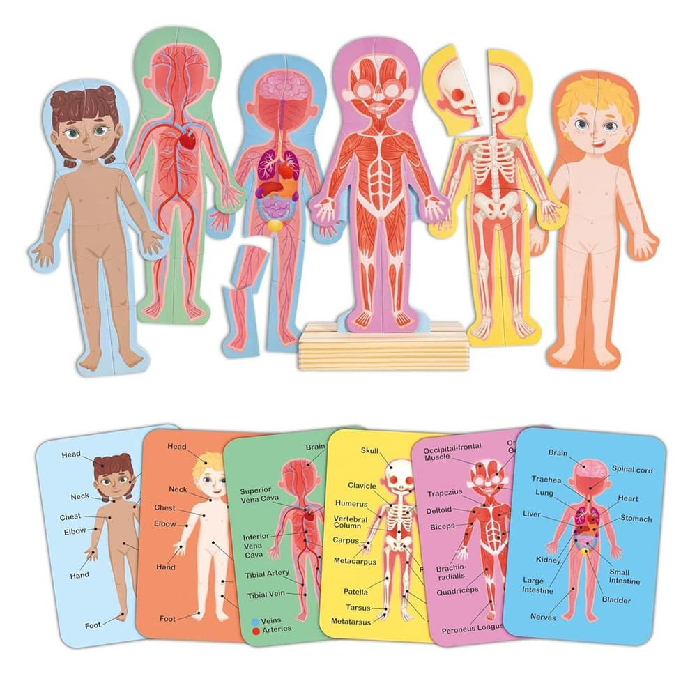 hape human body anatomy puzzle