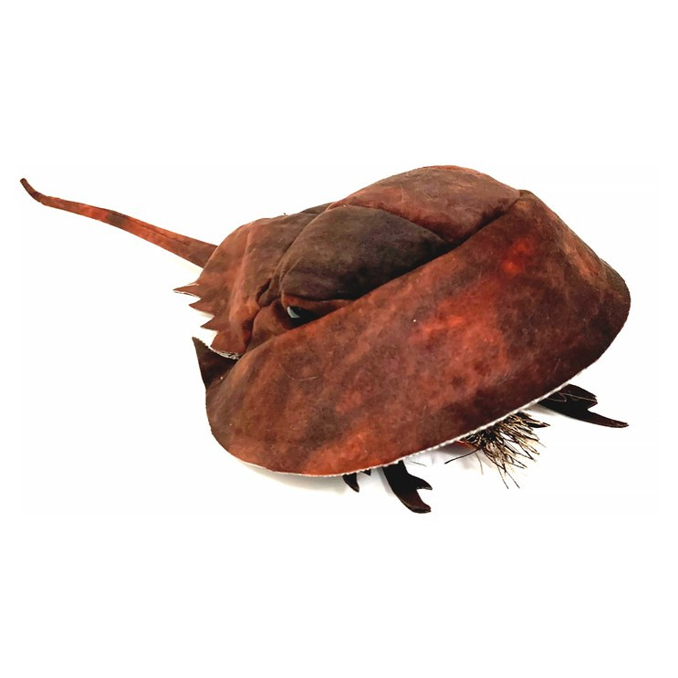 Folkmanis Horseshoe Crab Puppet