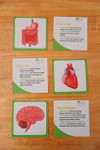 Qtoys Wooden Anatomy Puzzle flashcards