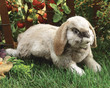 Folkmanis Holland Lop Rabbit Puppet - image 4
