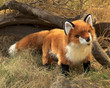 Folkmanis Red Fox Puppet - image 5