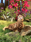 Folkmanis Ferret Hand Puppet - image 3
