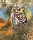 Folkmanis Pygmy Owl Puppet - image 2