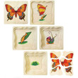 Inside the Fun Factory Butterfly Layers Puzzle