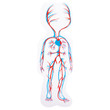 Beleduc My Body Girl - Anatomy Puzzle - image 8