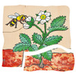 Beleduc Multilayer Puzzles - Strawberry - image 6