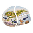 Beleduc Multilayer Puzzle