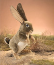 Folkmanis Jack Rabbit Puppet - image 5