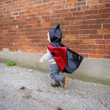 Great Pretenders Reversible Spider & Bat Cape 2-in-1 Toddler Costume for Little Superheroes - image 8