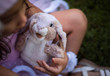Folkmanis Little Lop Rabbit Puppet - image 4